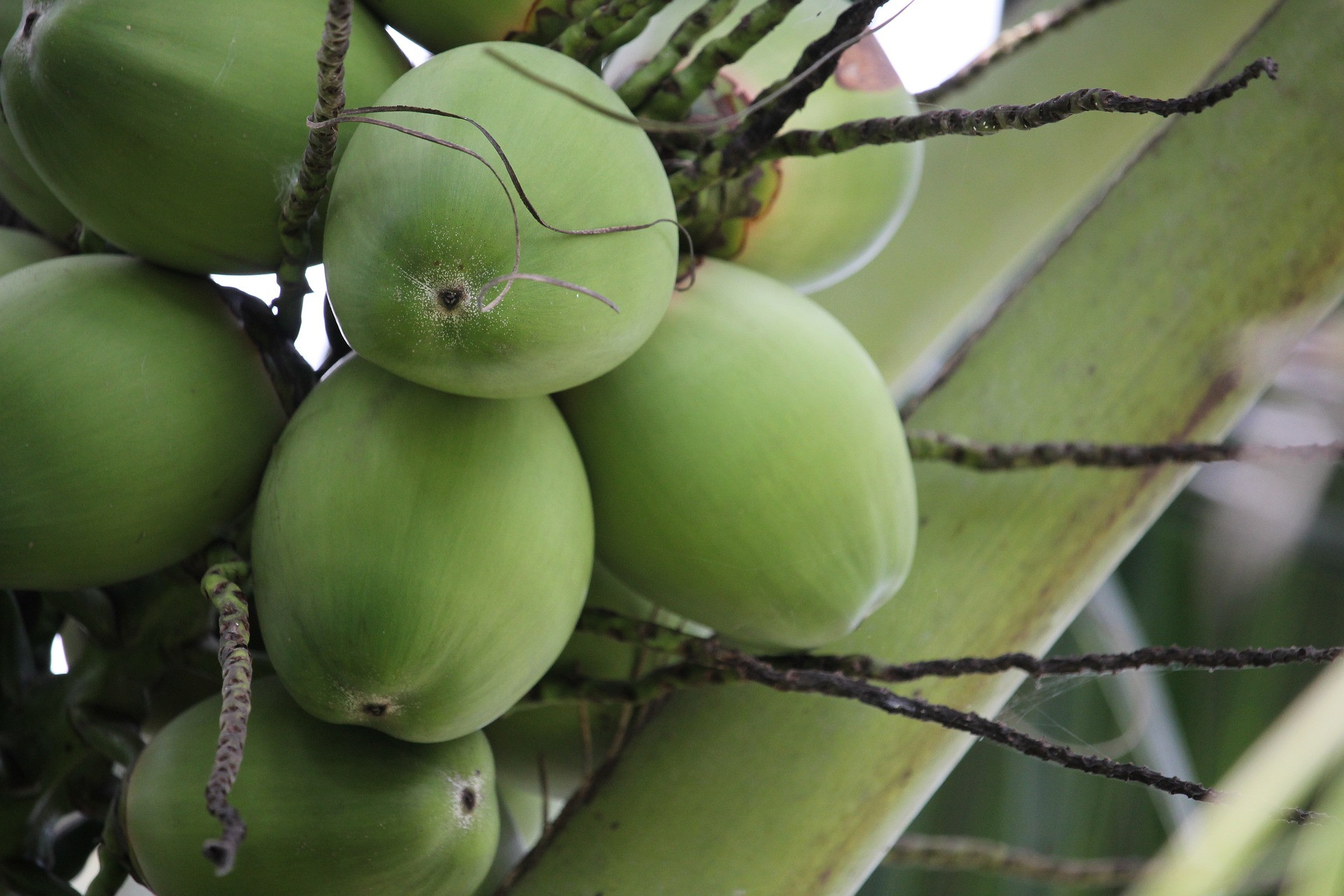 5 Penyakit Kronis Ini Langsung Ambyar Hanya dengan Rutin Minum Air Kelapa Muda - Slot Informasi Online