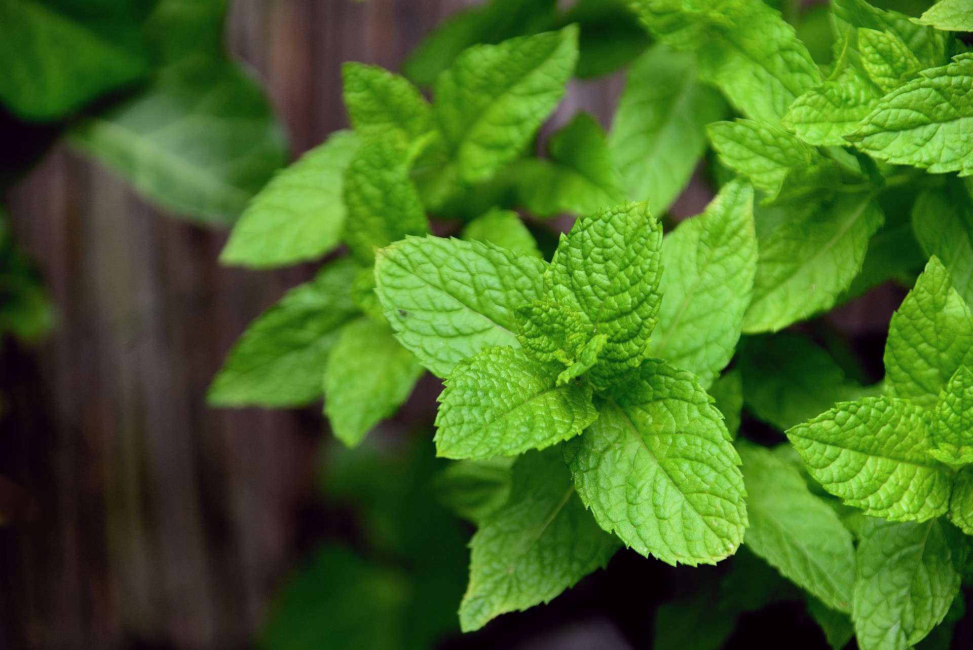 4 Manfaat Daun Mint untuk Kecantikan Kulit Wajah - Slot Informasi Online